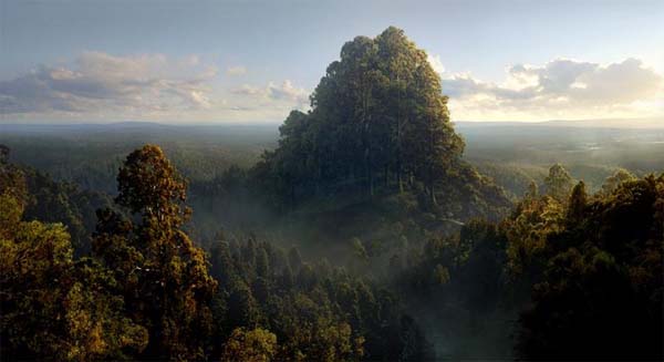 Caras Galadhon